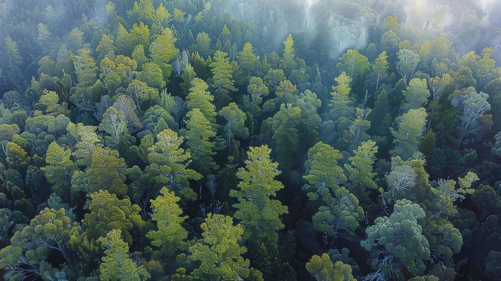 August 20 – The Patience of the Huon Pine