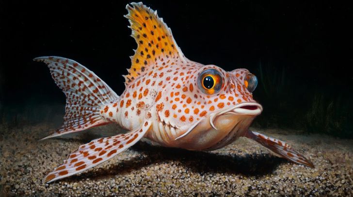 September 14 – Painted Handfish